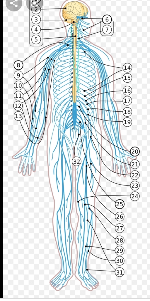 الأعصاب الشوكية في جسم الإنسان